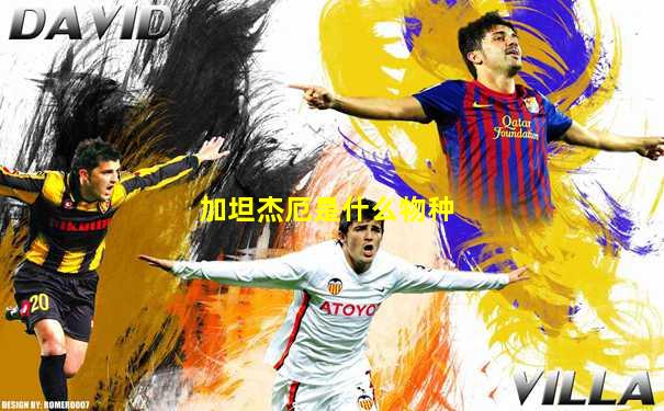 加坦杰厄是什么物种